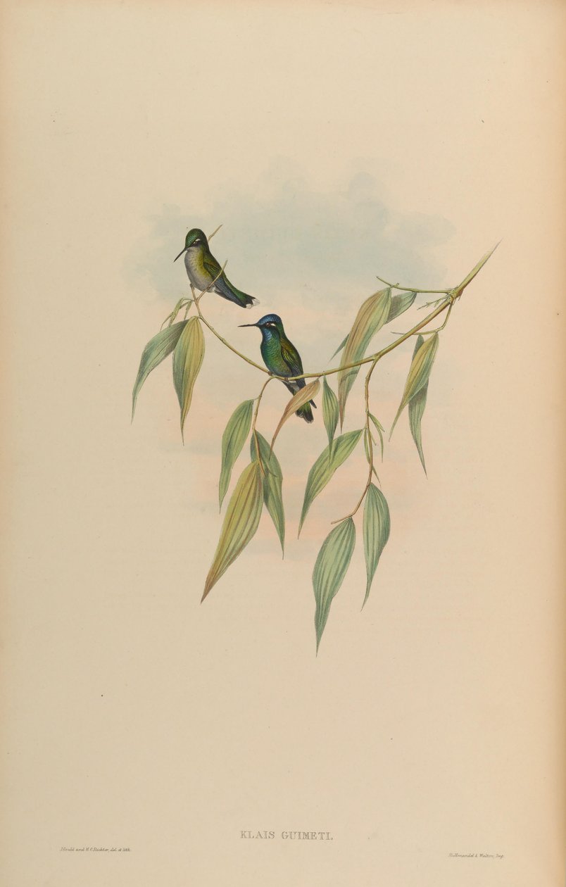 Klais guimeti alkotó: John Gould