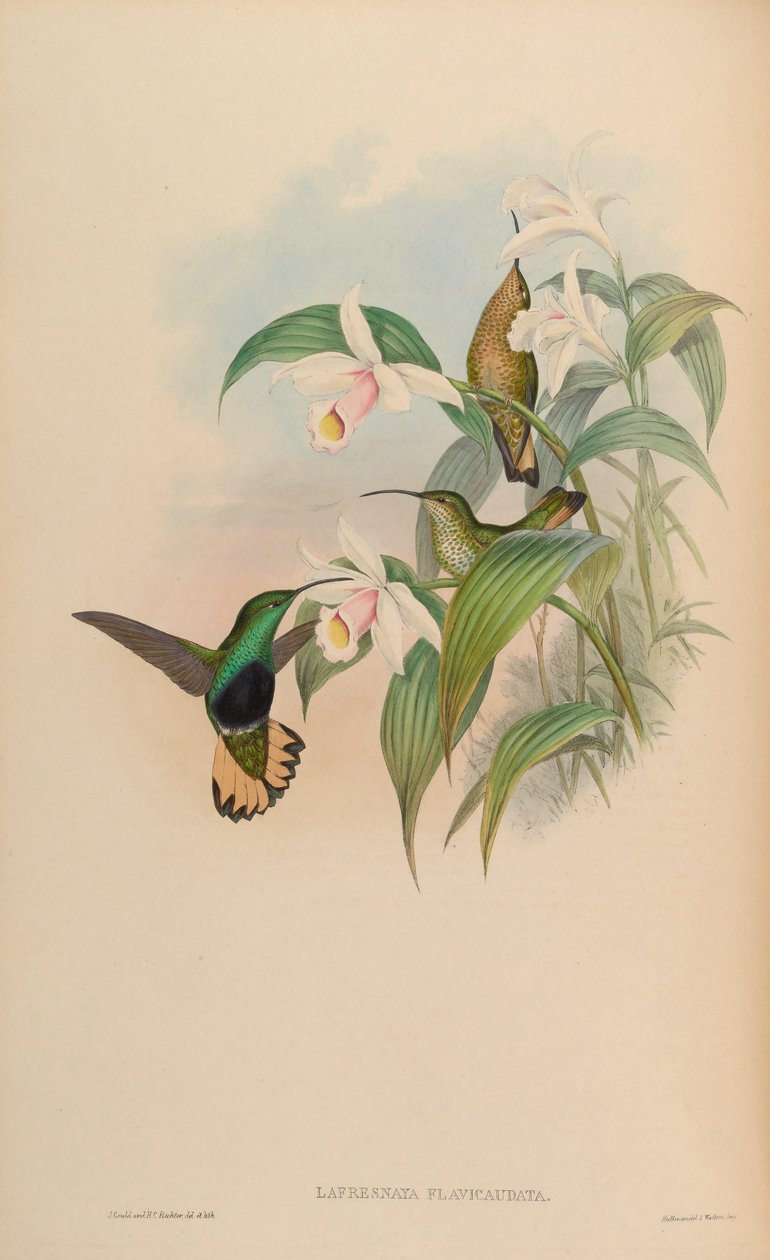 Lafresnaya flavicaudata = Lafresnaya lafresnayi flavicaudata alkotó: John Gould