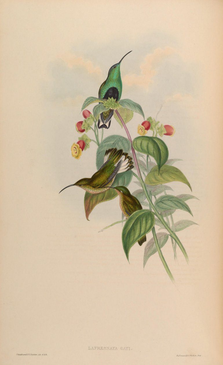 Lafresnaya gayi = Lafresnaya lafresnayi alkotó: John Gould