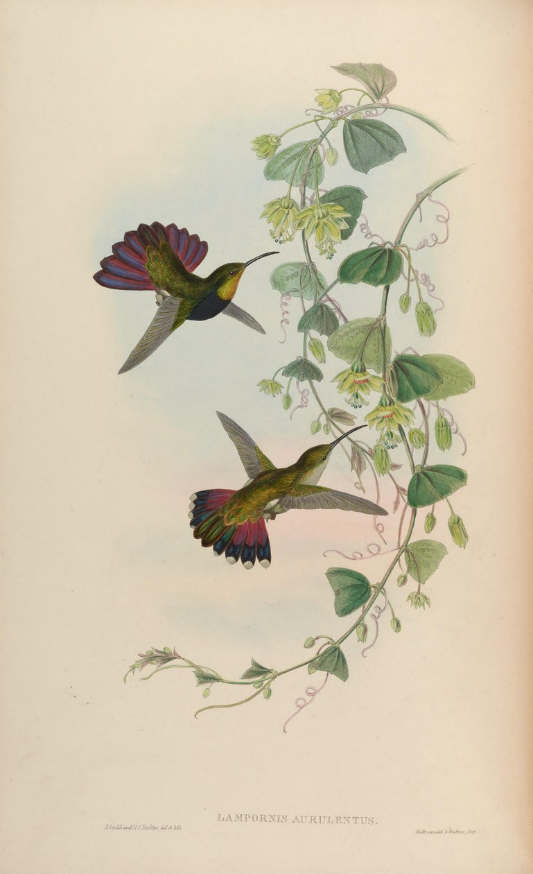 Lampornis aurulentus = Anthracothorax úr alkotó: John Gould