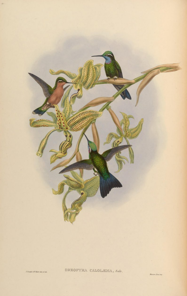 Lampornis calolaemus alkotó: John Gould