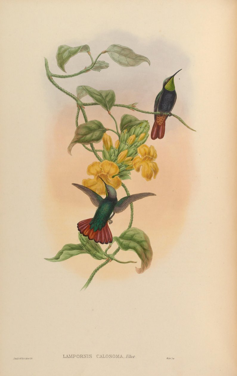 Lampornis calosoma alkotó: John Gould
