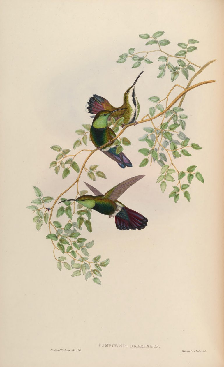Lampornis gramineus = Anthracothorax zöld fű alkotó: John Gould
