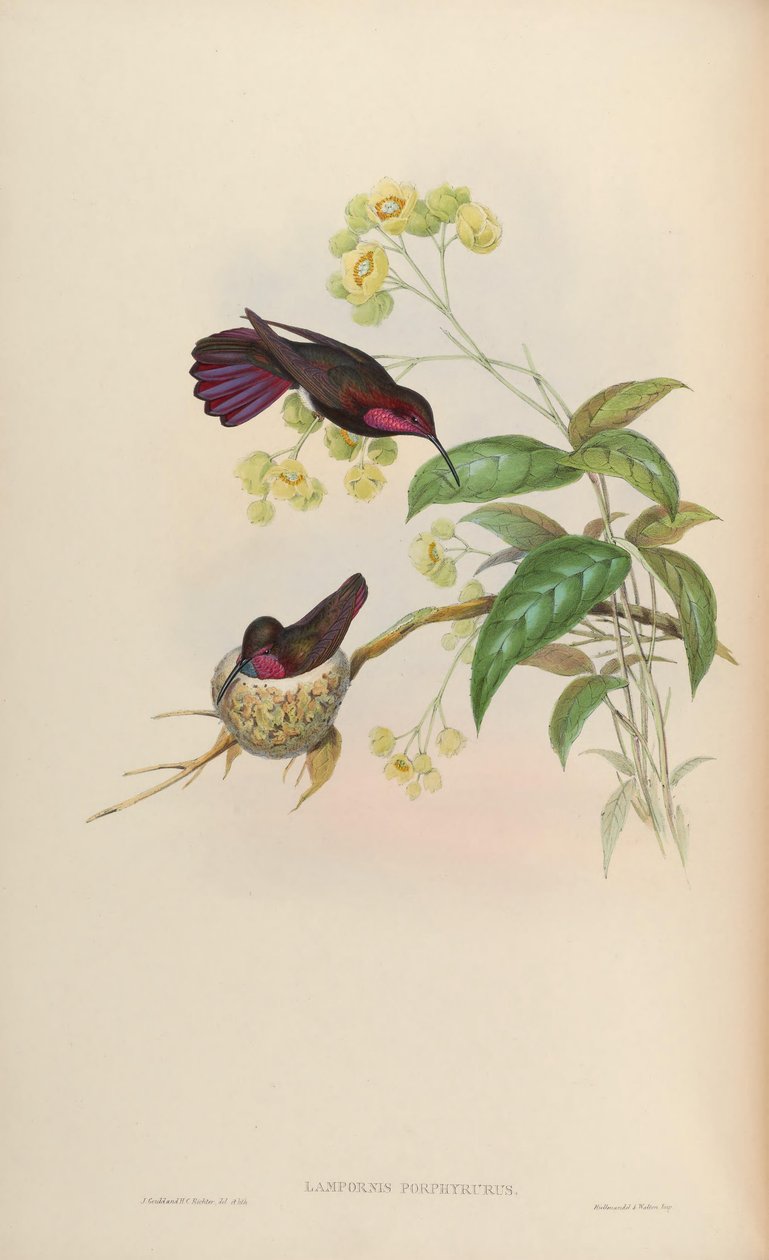 Lampornis porphyrurus = Anthracothorax mangó alkotó: John Gould