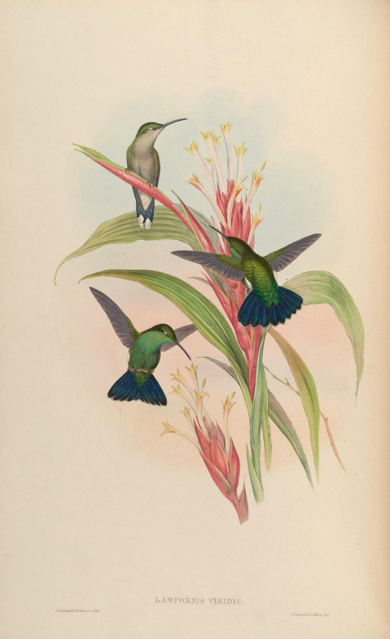 Lampornis viridis = Anthracothorax viridis alkotó: John Gould