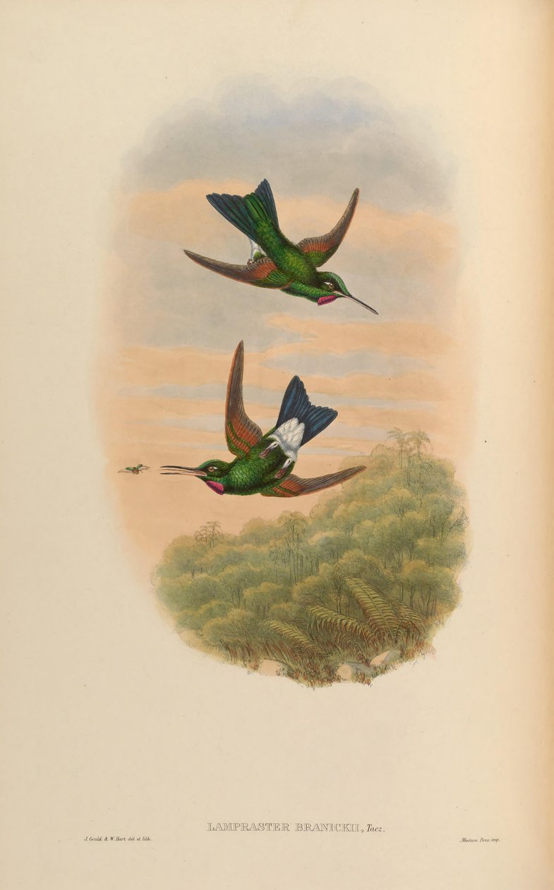 Lampraster branickii = Heliodoxa branickii alkotó: John Gould