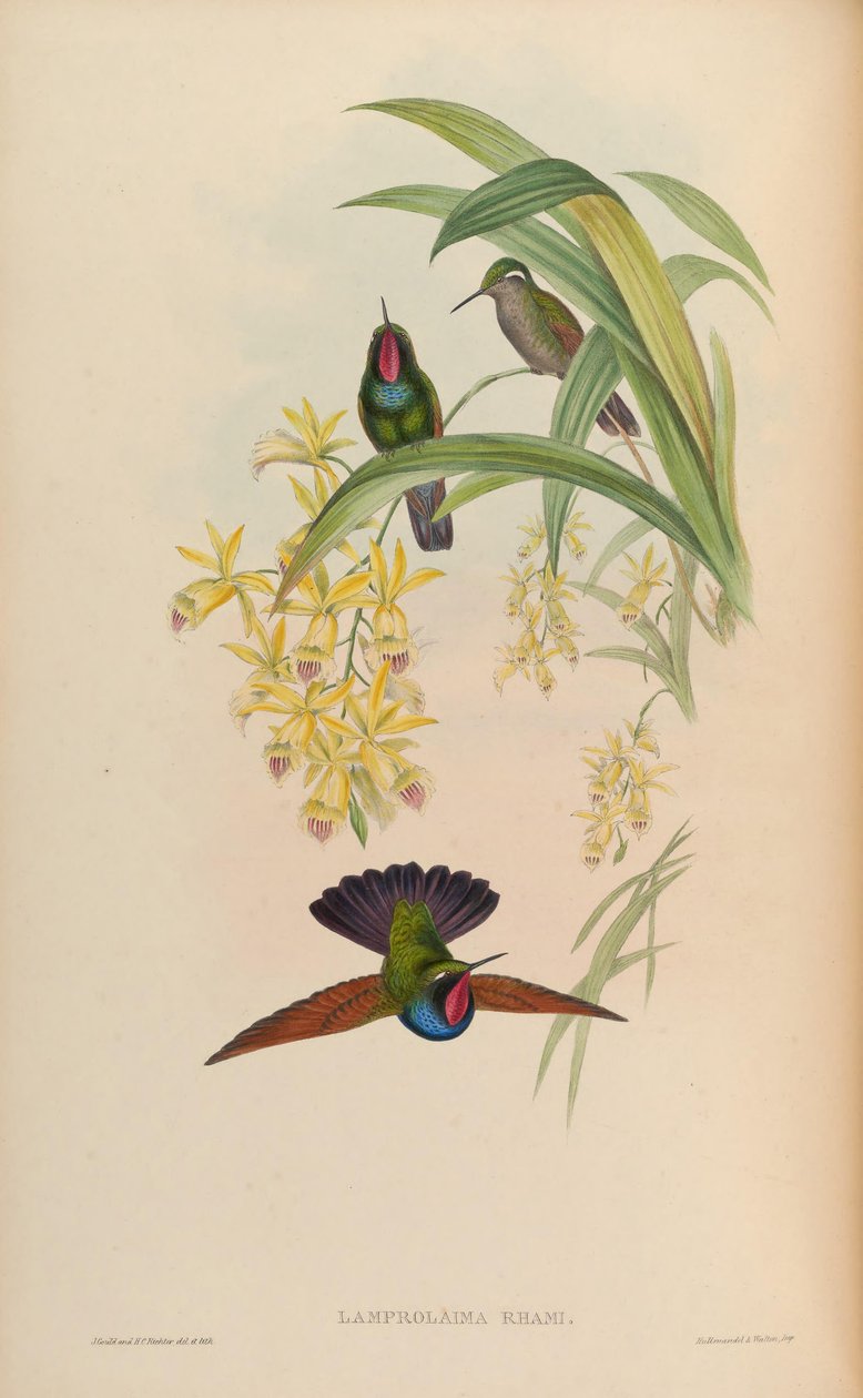 Ragyogó nyakkivágás alkotó: John Gould