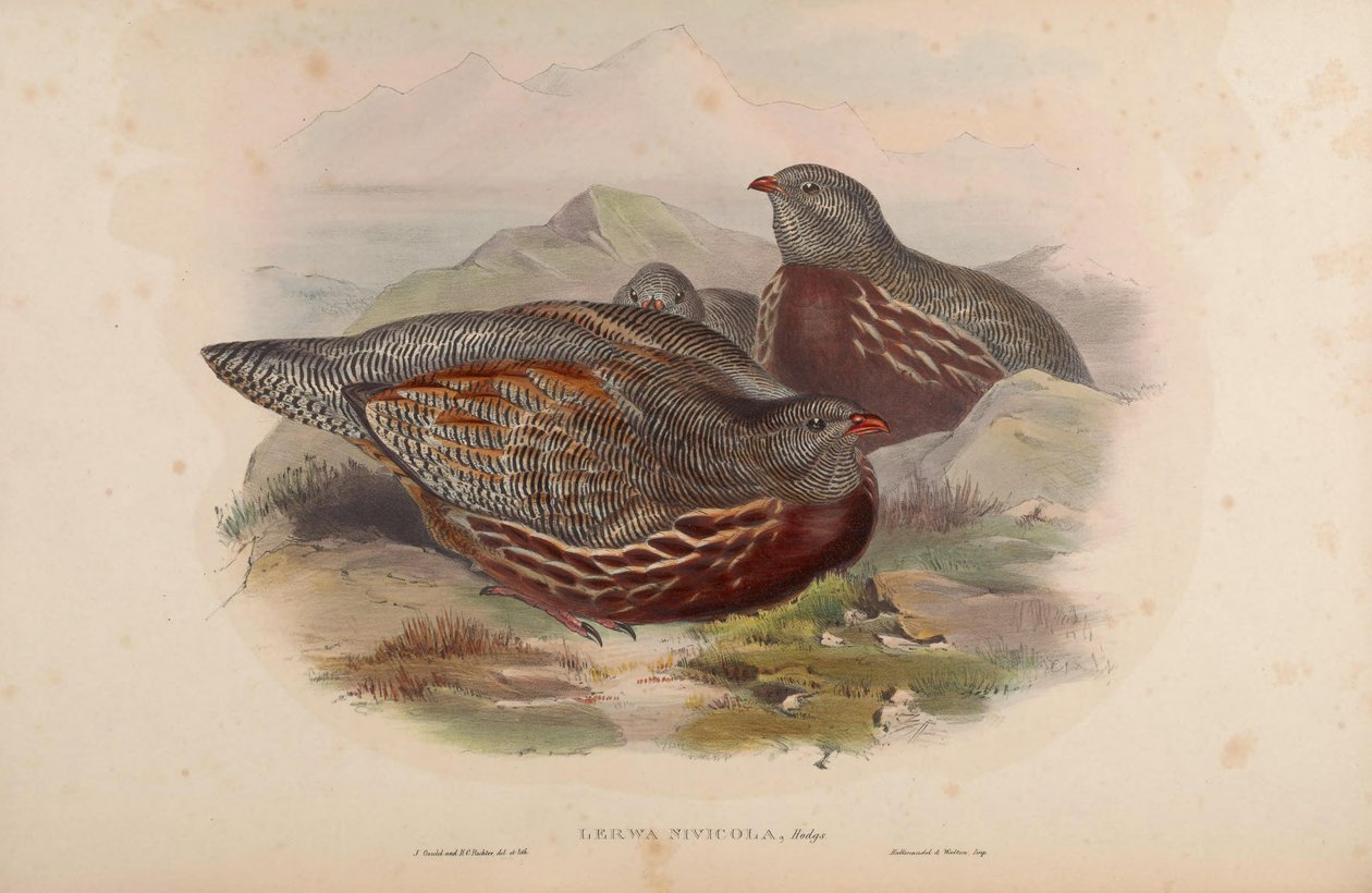 Lerwa nivicola = Lerwa lerwa alkotó: John Gould