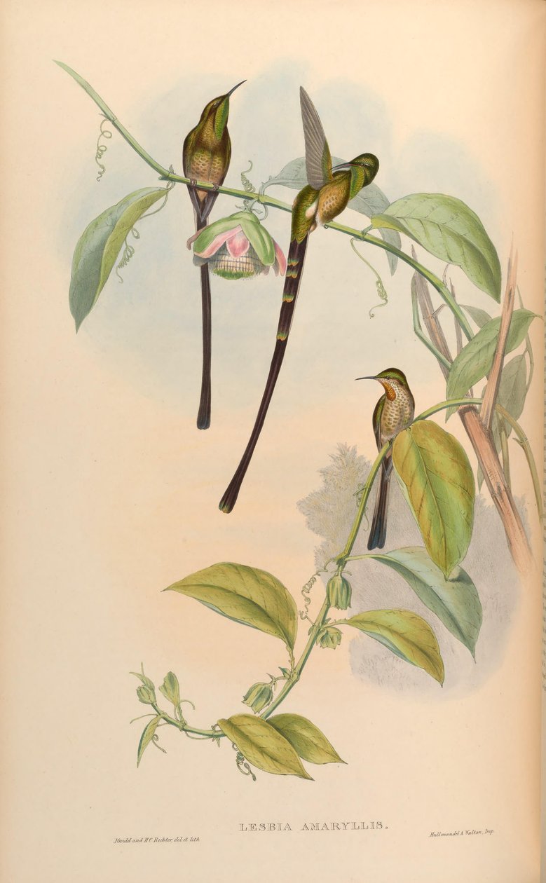 Lesbia amaryllis = Lesbia amaryllis alkotó: John Gould