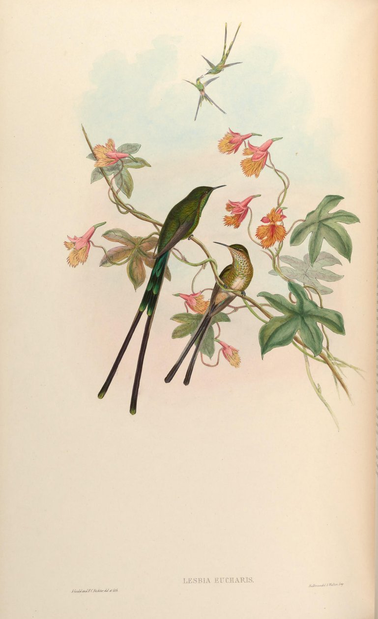 Lesbia eucharis = Lesbia victoriatoriae eucharis alkotó: John Gould