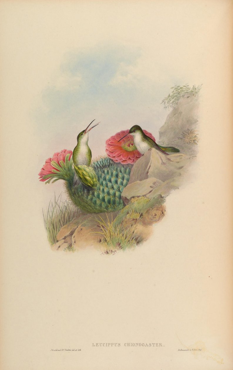 Leucippus chionogaster = Amazilia chionogaster alkotó: John Gould