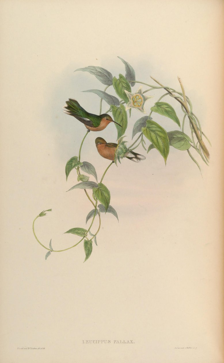 Leucippus fallax alkotó: John Gould