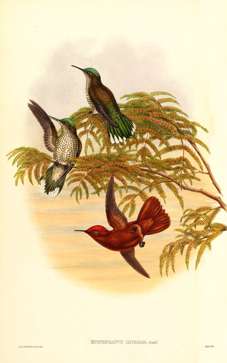 Leybold tűzkoronája (Eustephanus Leyboldi), amely ma a Sephanoides fernandensis leyboldi szinonimája alkotó: John Gould