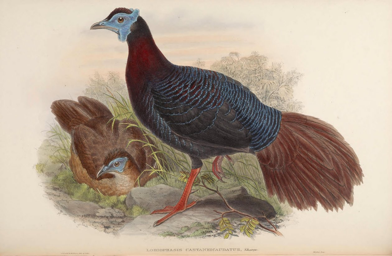 Lobiophasis castaneicaudatus = Lophura bulweri alkotó: John Gould