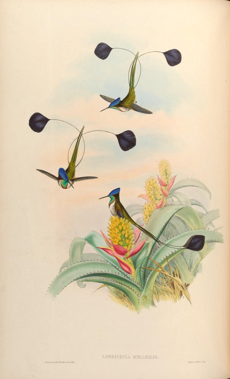 Loddigesia mirabilis alkotó: John Gould