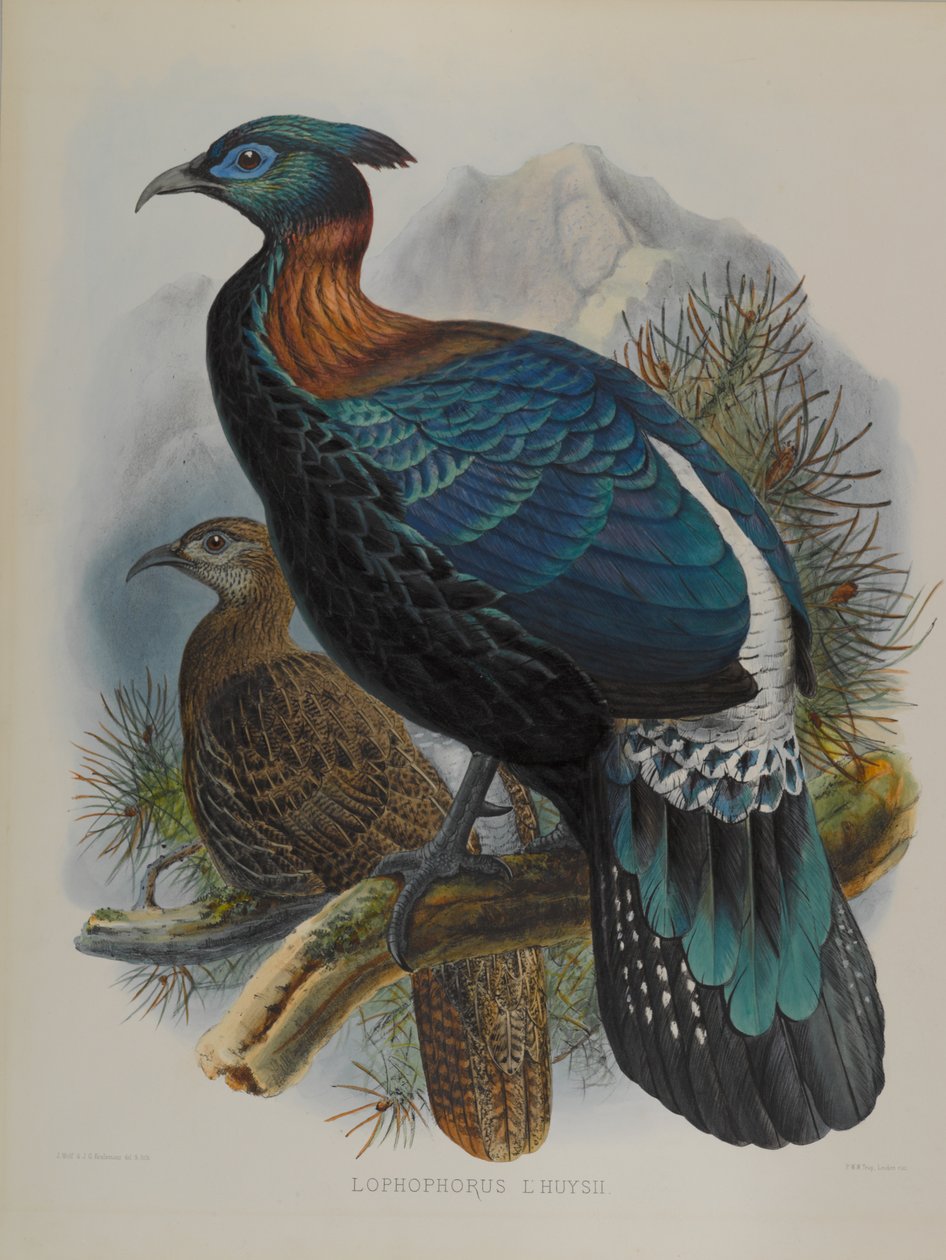 Lophophorus LHuysii alkotó: John Gould
