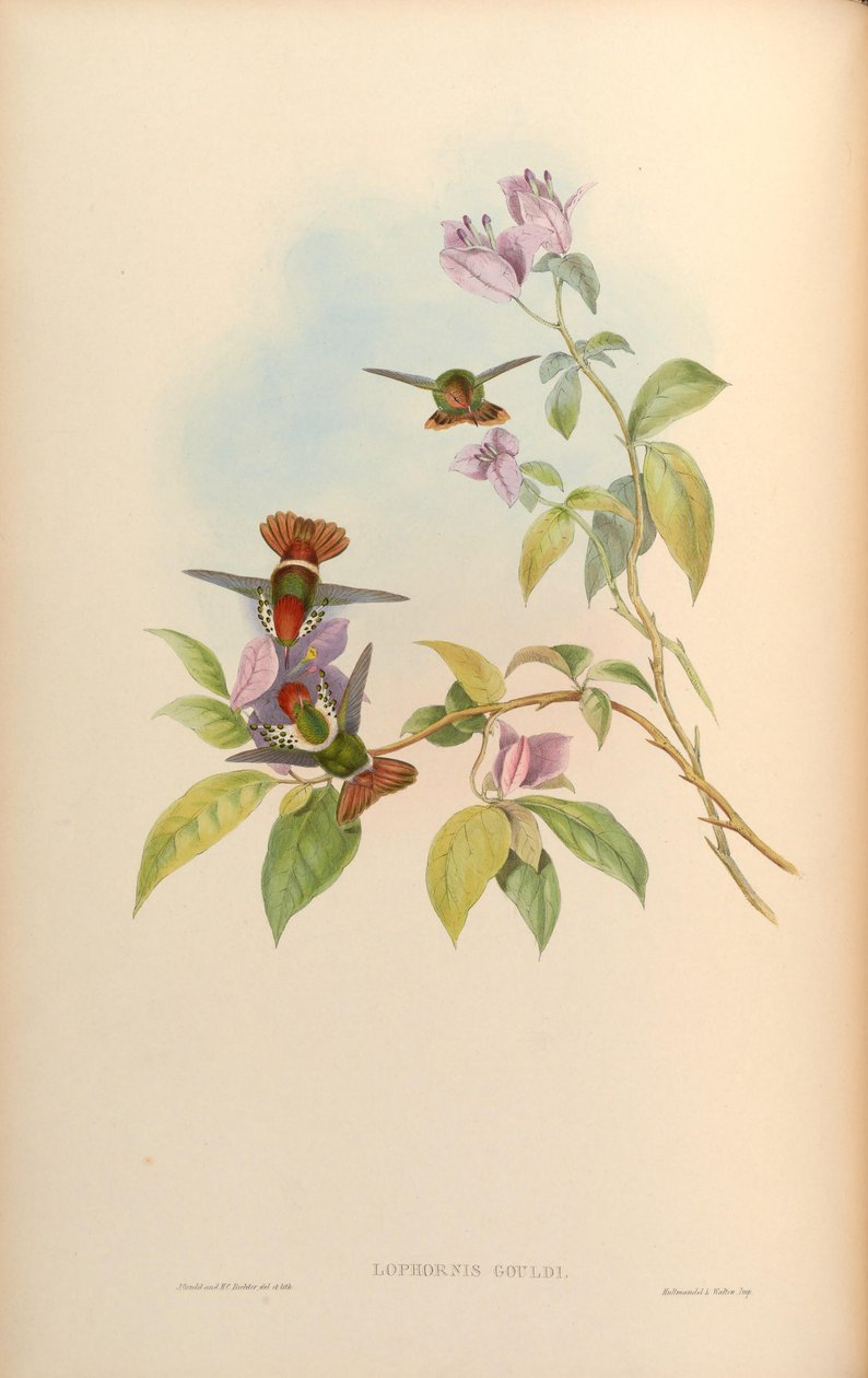 Lophornis gouldii alkotó: John Gould