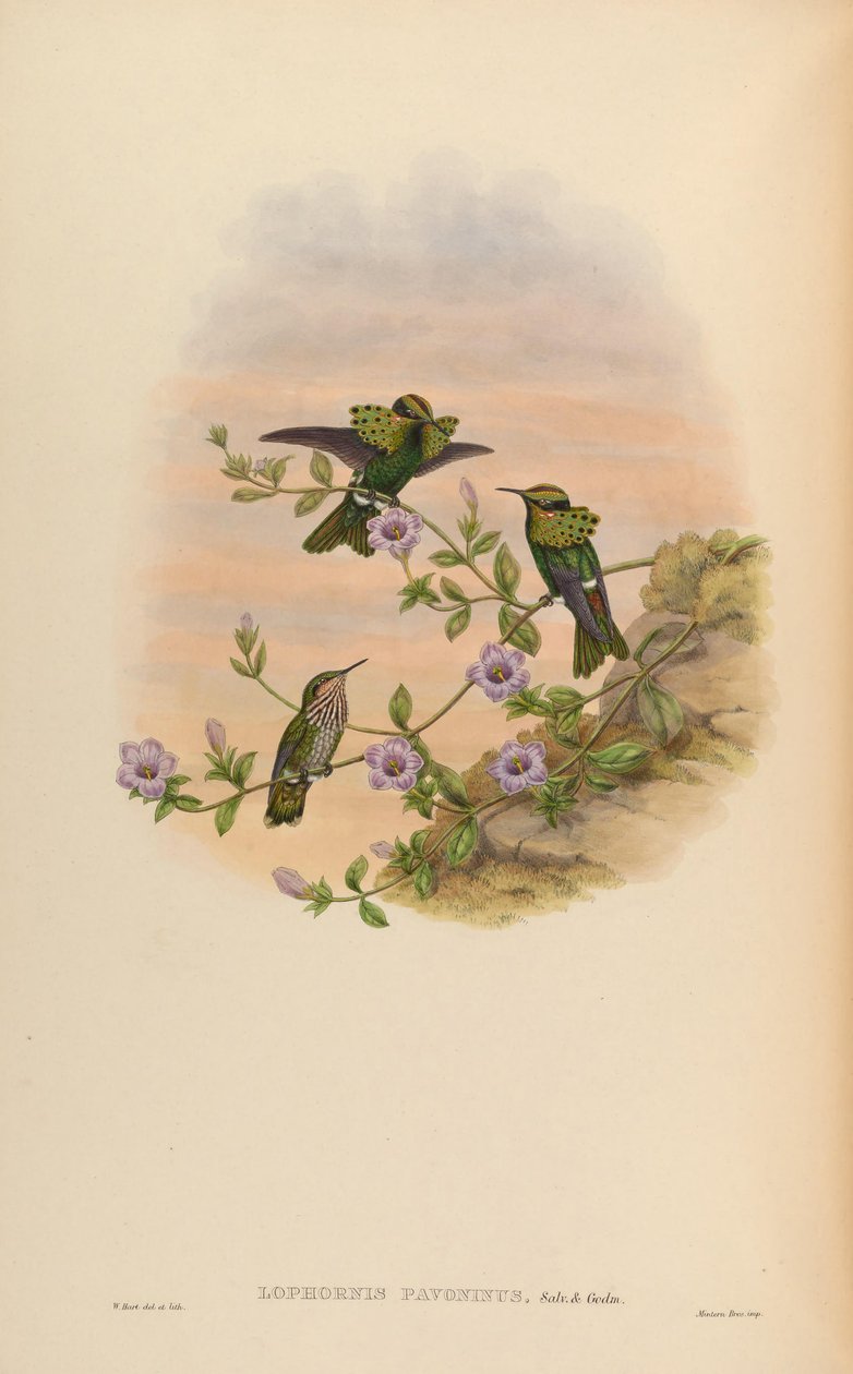 Lophornis pavoninus alkotó: John Gould