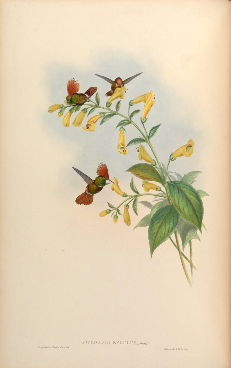 Lophornis regulus = Lophornis delattrei alkotó: John Gould