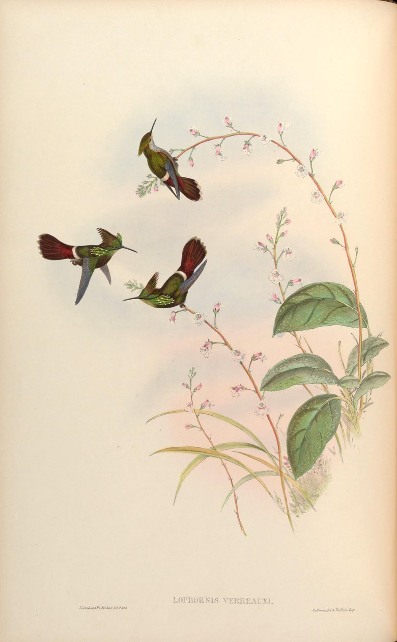 Lophornis verreauxi = Lophornis chalybaeus verrauxii alkotó: John Gould