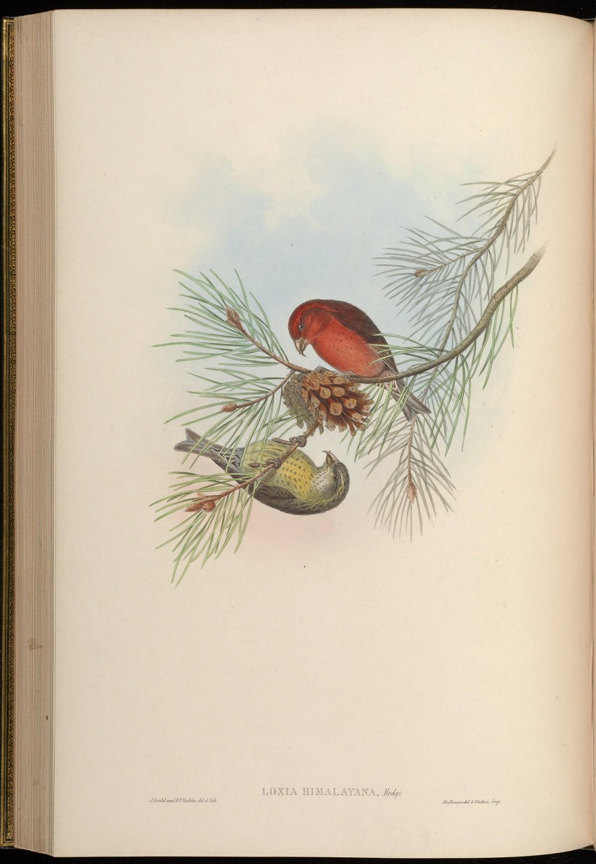 Loxia himalayensis = Loxia curvirostra himalayensis alkotó: John Gould