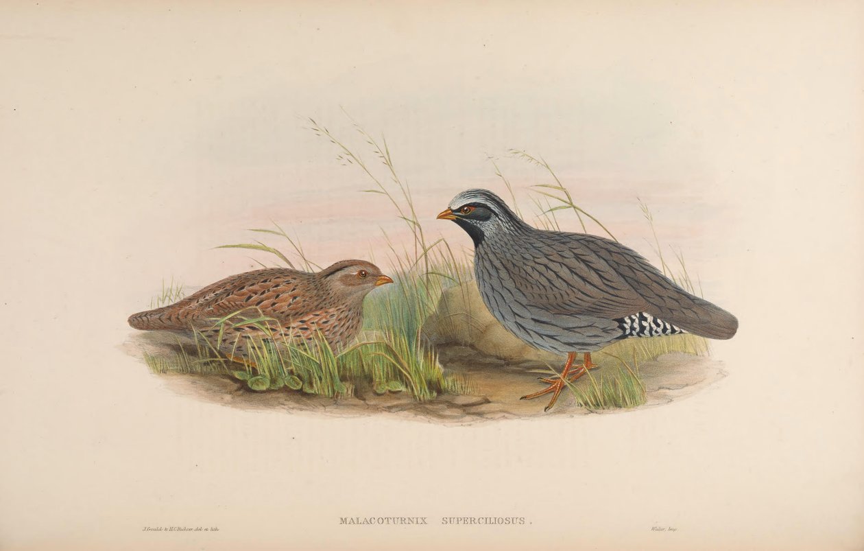 Malacoturnix superciliosus = Ophrysia superciliosa alkotó: John Gould