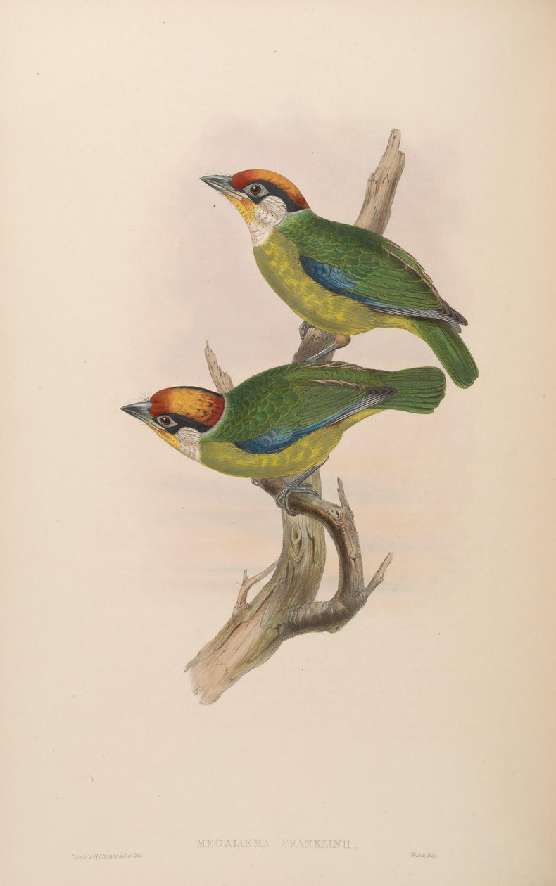Franklin Megalaima = Franklin Megalaima alkotó: John Gould