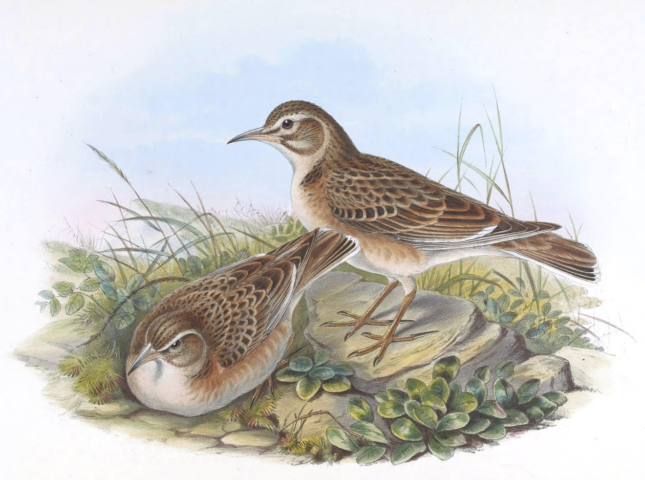 Melanocorypha maxima alkotó: John Gould