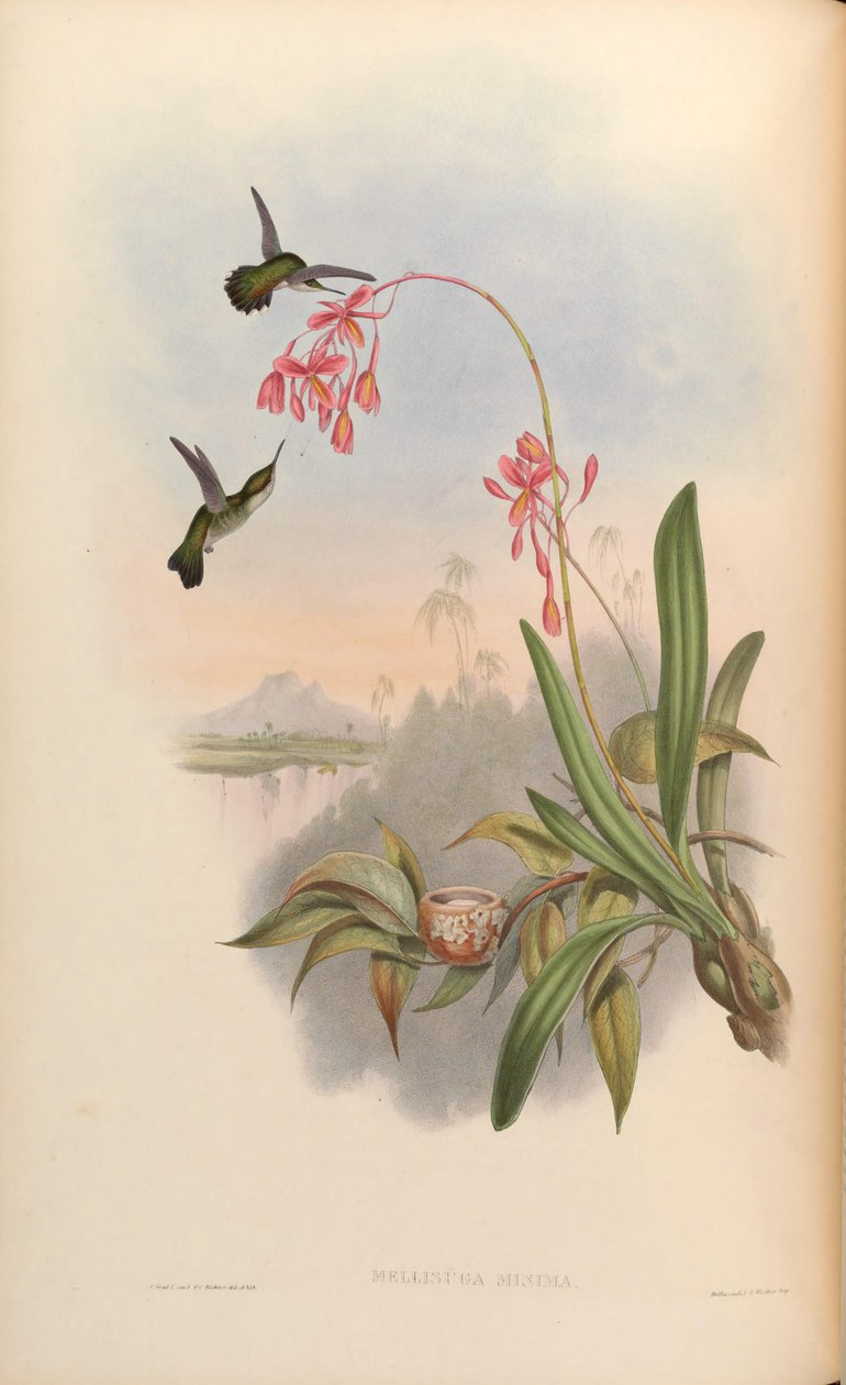 Mellisuga minimumok alkotó: John Gould