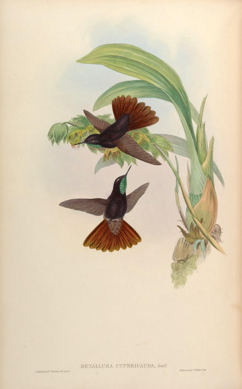 Metallura cupreicauda = Metallura phoebe cupreicauda alkotó: John Gould