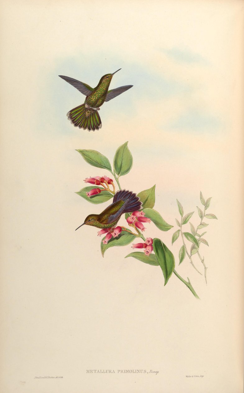 Metallura primolina = Metallura williami primolina alkotó: John Gould