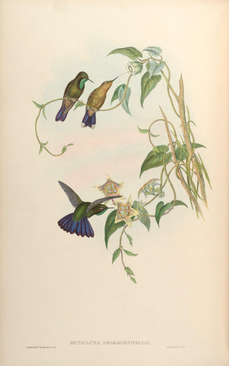Smaragd kohászat = smaragd sajt kohászat alkotó: John Gould