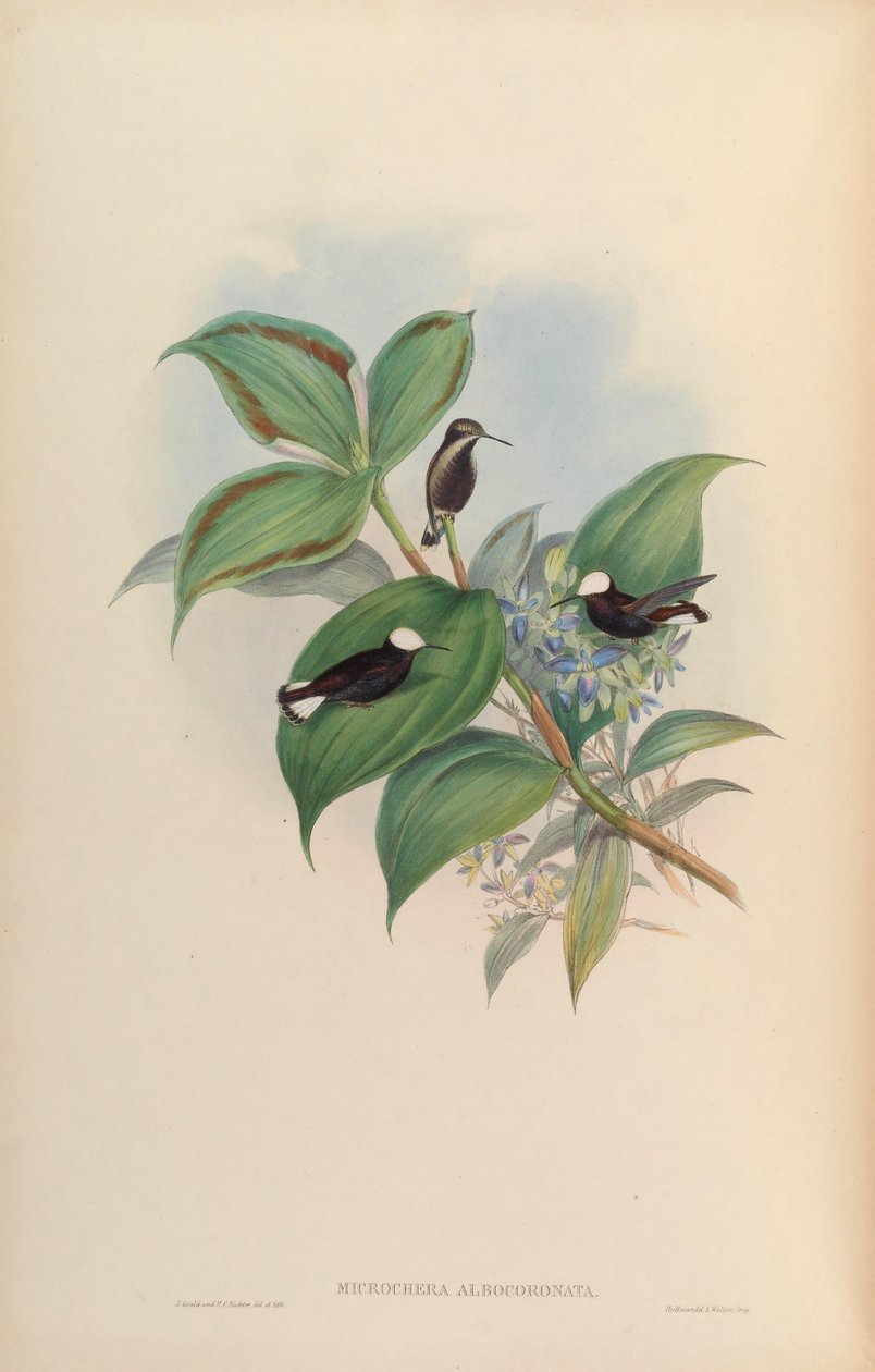 Microchera albocoronata alkotó: John Gould