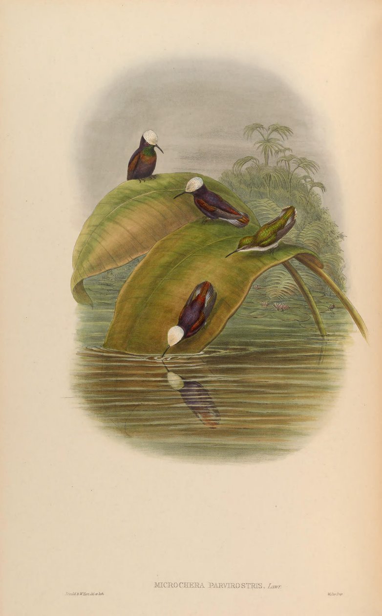 Microchera parvirostris = Microchera albocoronata parvirostris alkotó: John Gould