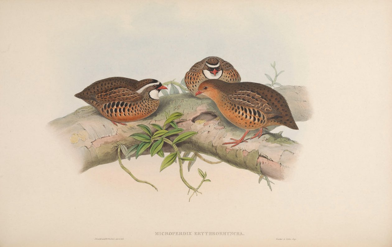 Micro Perdix erythrorhynchos = Perdicula erythrorhynchos alkotó: John Gould