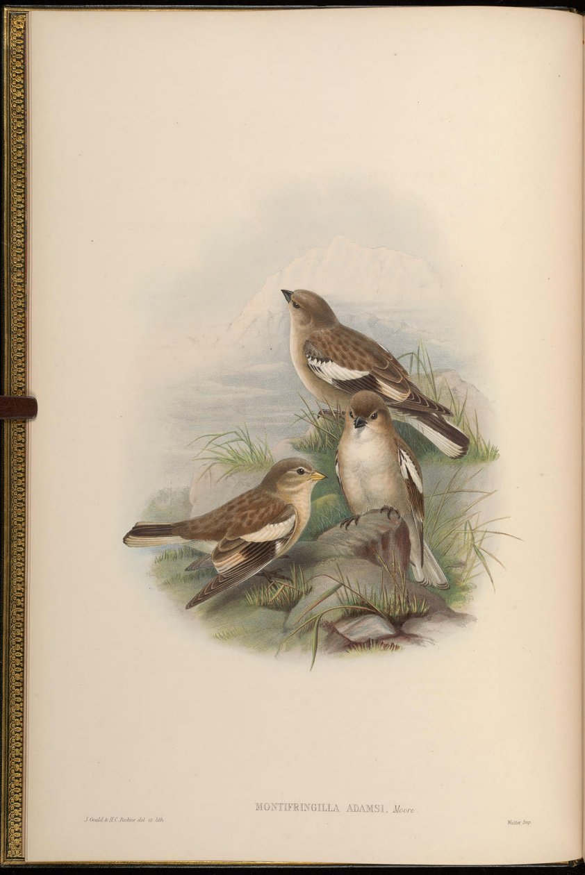 Montifringilla adamsi alkotó: John Gould