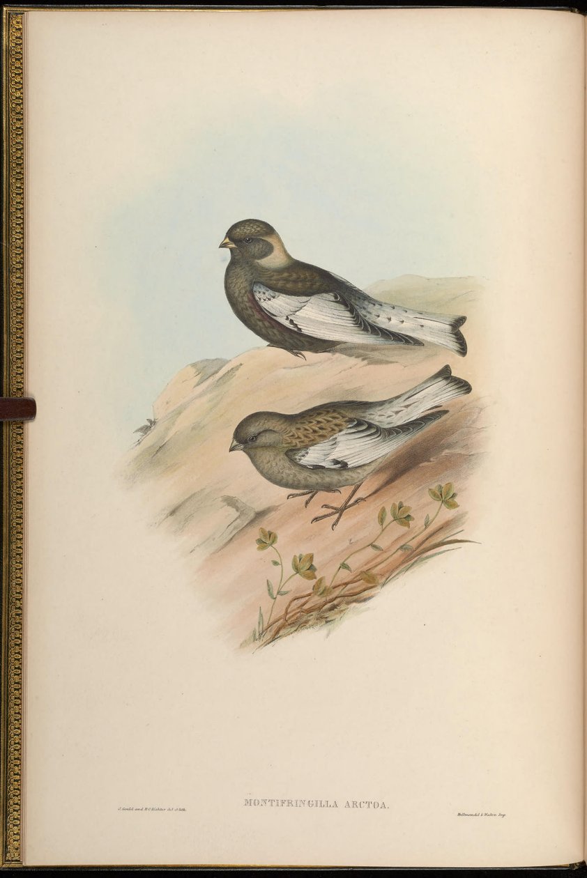 Montifringilla arctoa = Arctous passer = Leucosticte arctoa [2] alkotó: John Gould