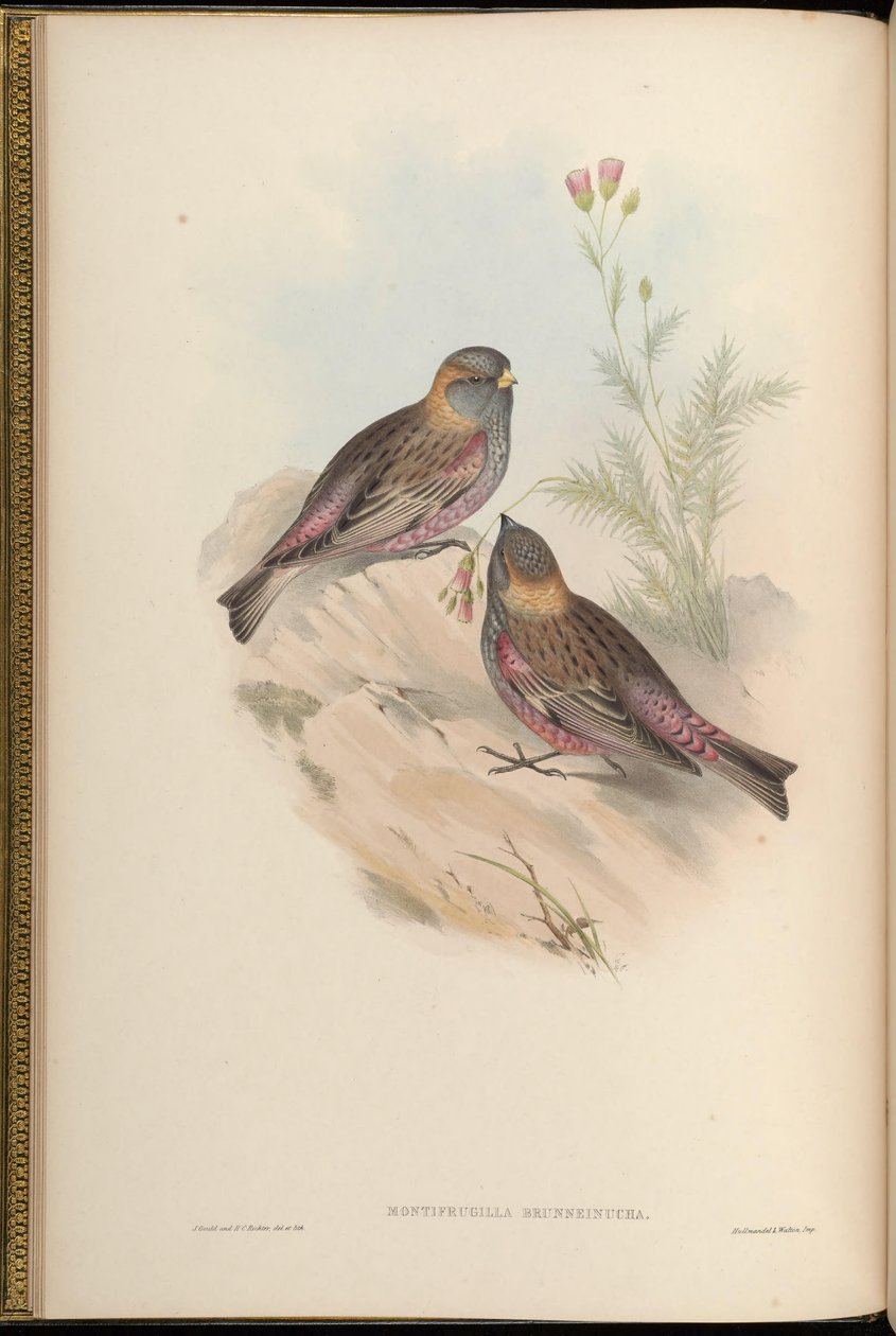 Montifringilla brunneinucha = Leucosticte brunneinucha = Leucosticte arctoa brunneinucha [2] alkotó: John Gould
