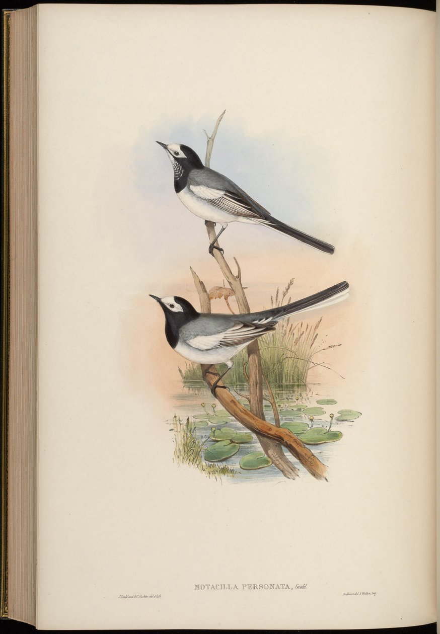 Motacilla personata = Motacilla alba personata alkotó: John Gould