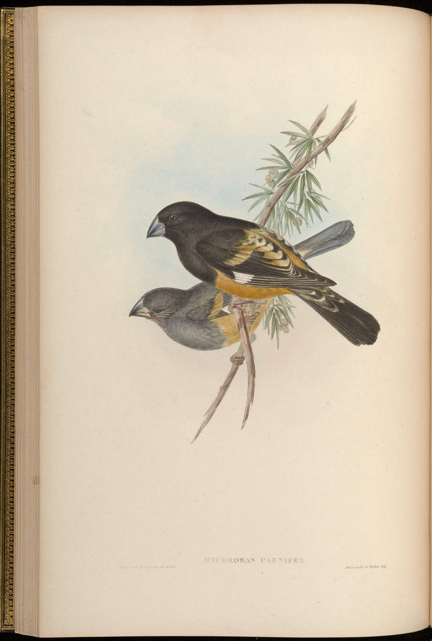 Mycerobas carnipes alkotó: John Gould