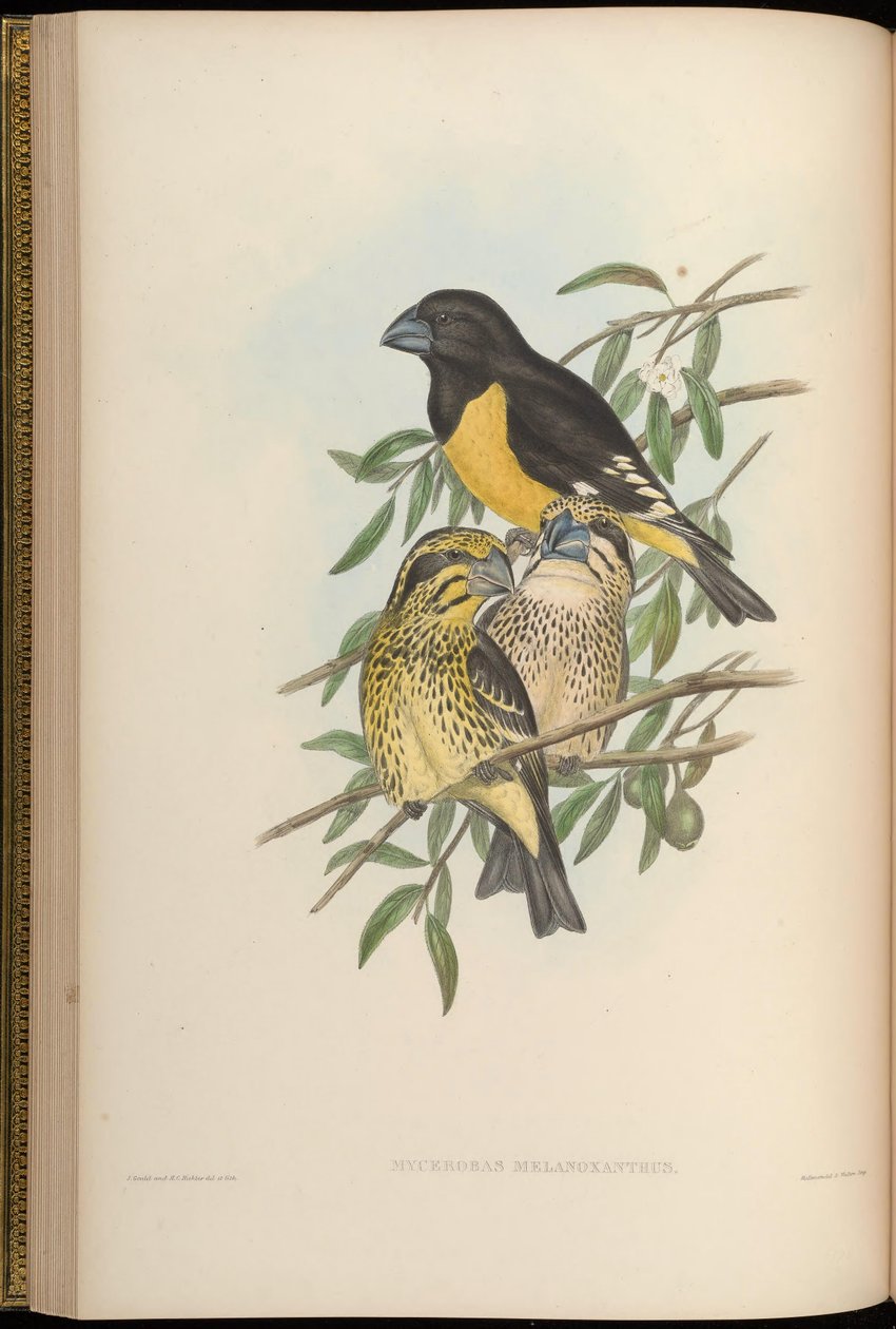 Mycerobas melanozanthos alkotó: John Gould