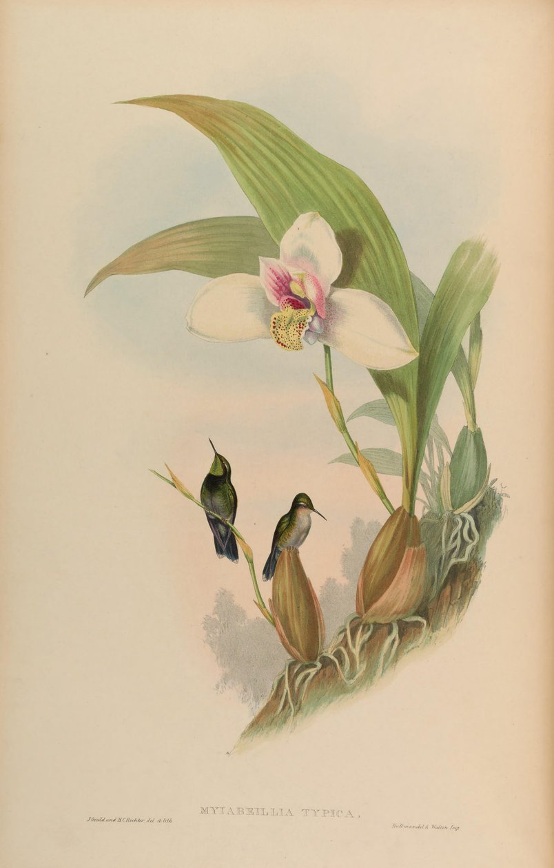 Myiabeilla typica = Abeillia abeillei alkotó: John Gould