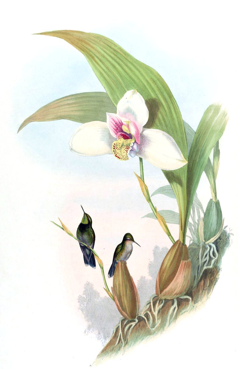 Myiabeilla typica = Abeillia abeillei alkotó: John Gould