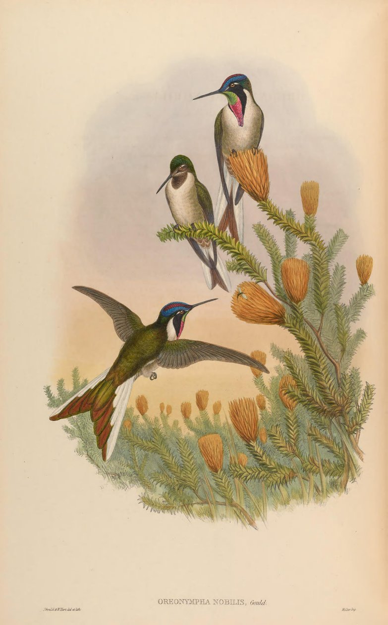 Oreonympha alkotó: John Gould