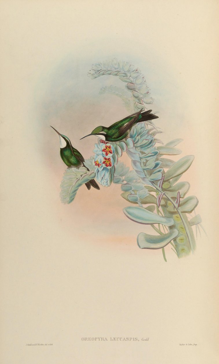Oreopyra leucaspis = Lampornis castaneoventris alkotó: John Gould
