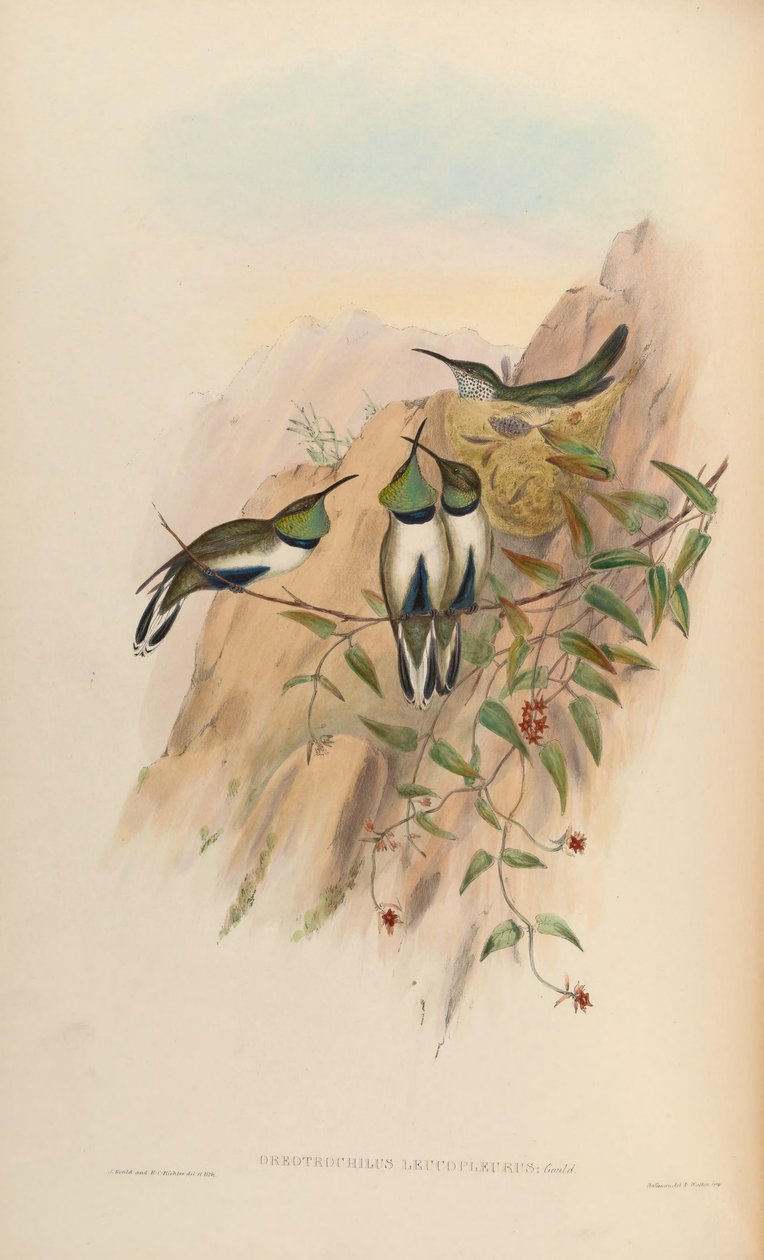 Oreotrochilus leucopleurus alkotó: John Gould