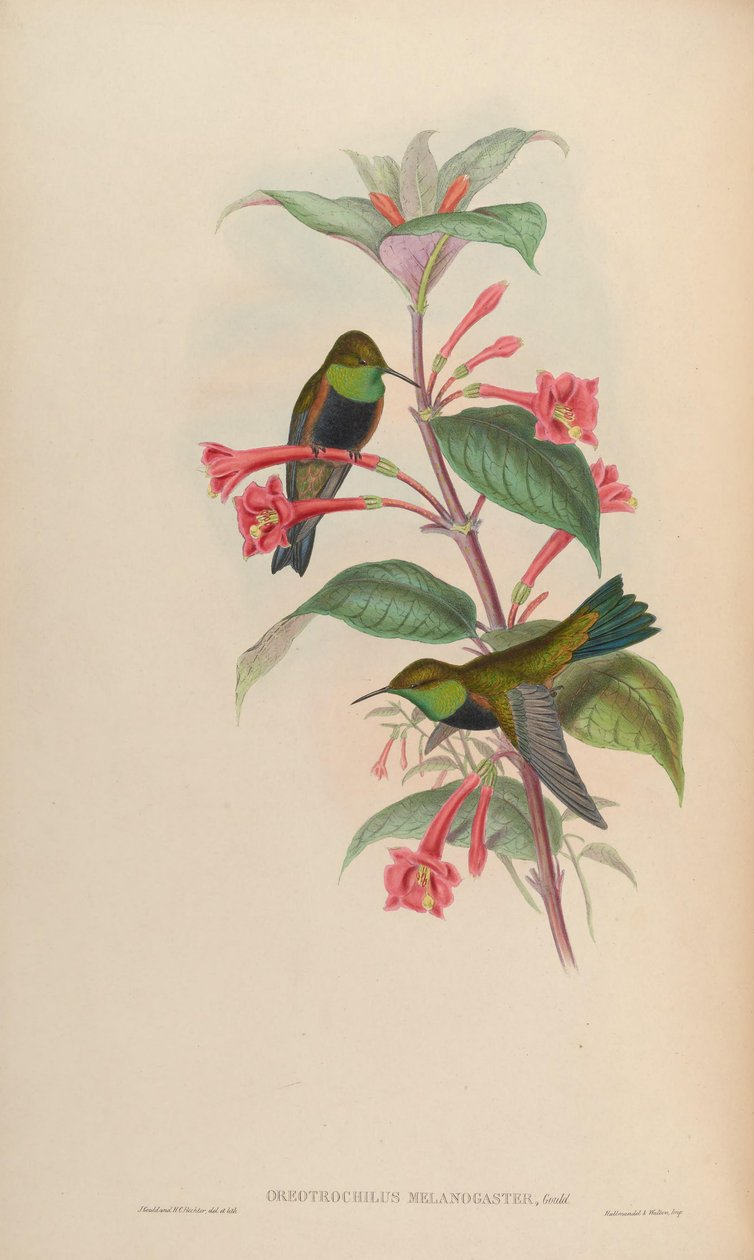 Oreotrochilus melanogaster alkotó: John Gould