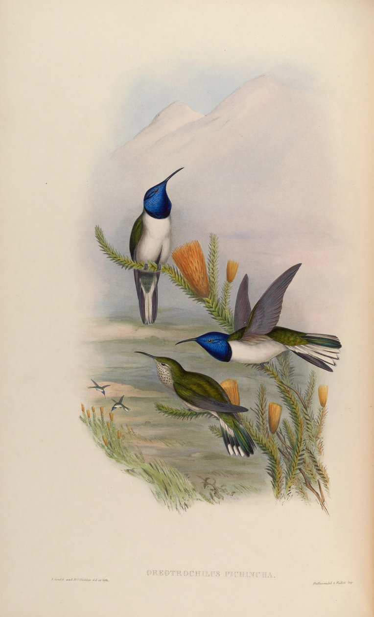 Oreotrochilus pichina = Oreotrochilus chimborazo jamesonii alkotó: John Gould