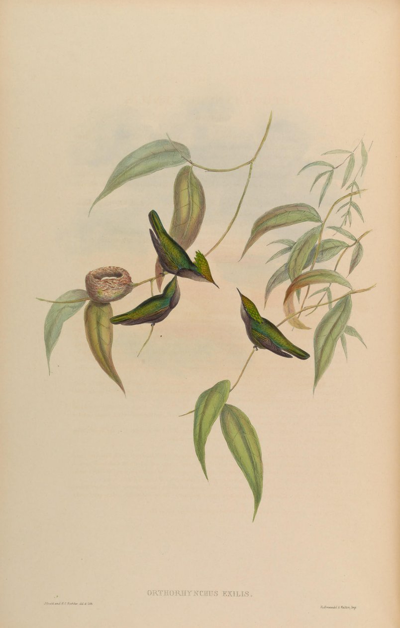 Orthorhynchus exilis = Orthorhynchus cristatus exilis alkotó: John Gould