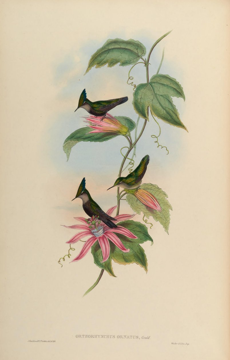 Orthorhynchus ortus = Orthorhynchus cristatus alkotó: John Gould